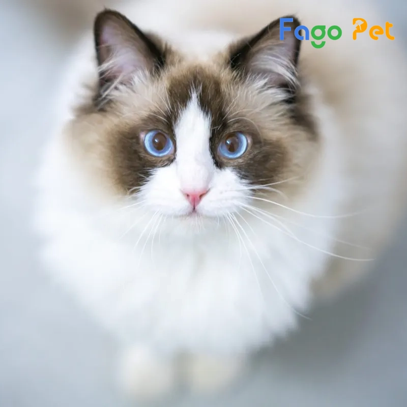 bán mèo ragdoll mắt xanh