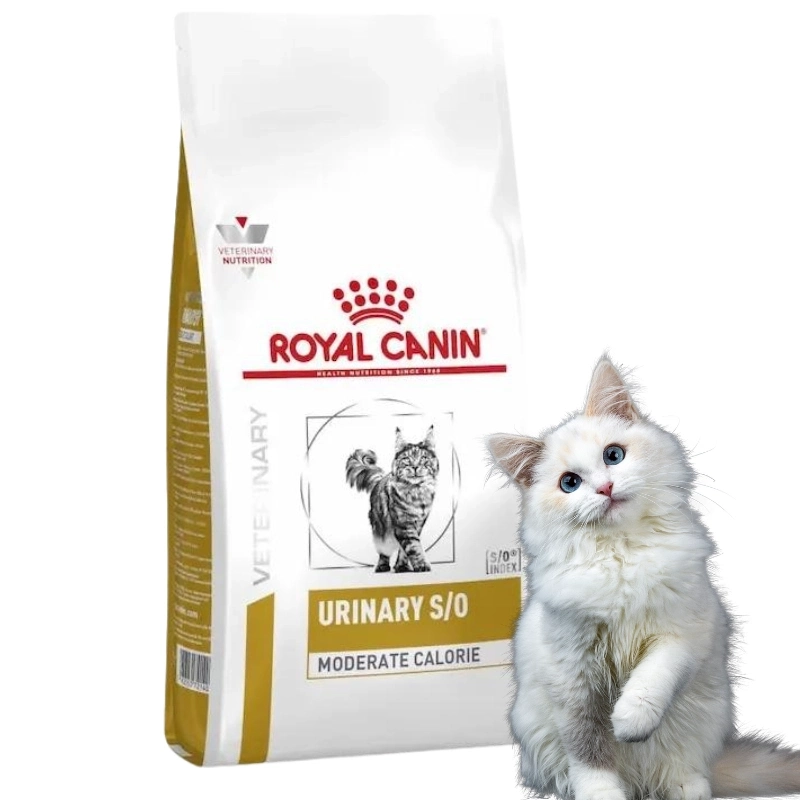hạt royal canin cho mèo trưởng thành
