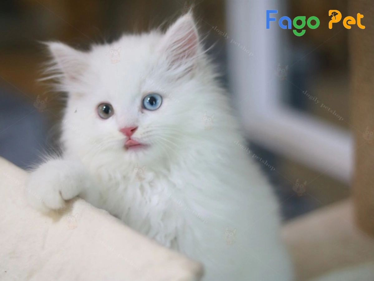 #Mèo Anh Lông Dài Trắng Mắt 2 Màu: Ngoại Hình Và Giá Bán Của Mèo