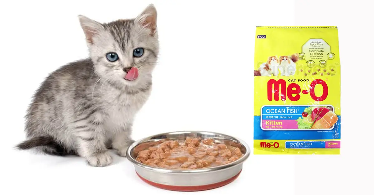 thức ăn cho mèo con 2 tháng tuổi