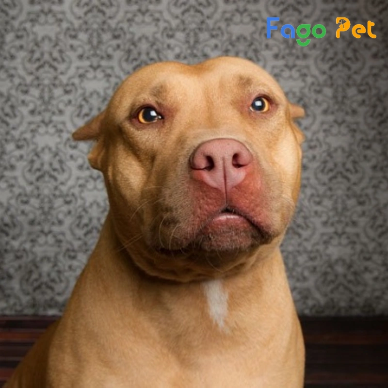 pitbull red nose được biết đến là một giống chó quý hiếm 