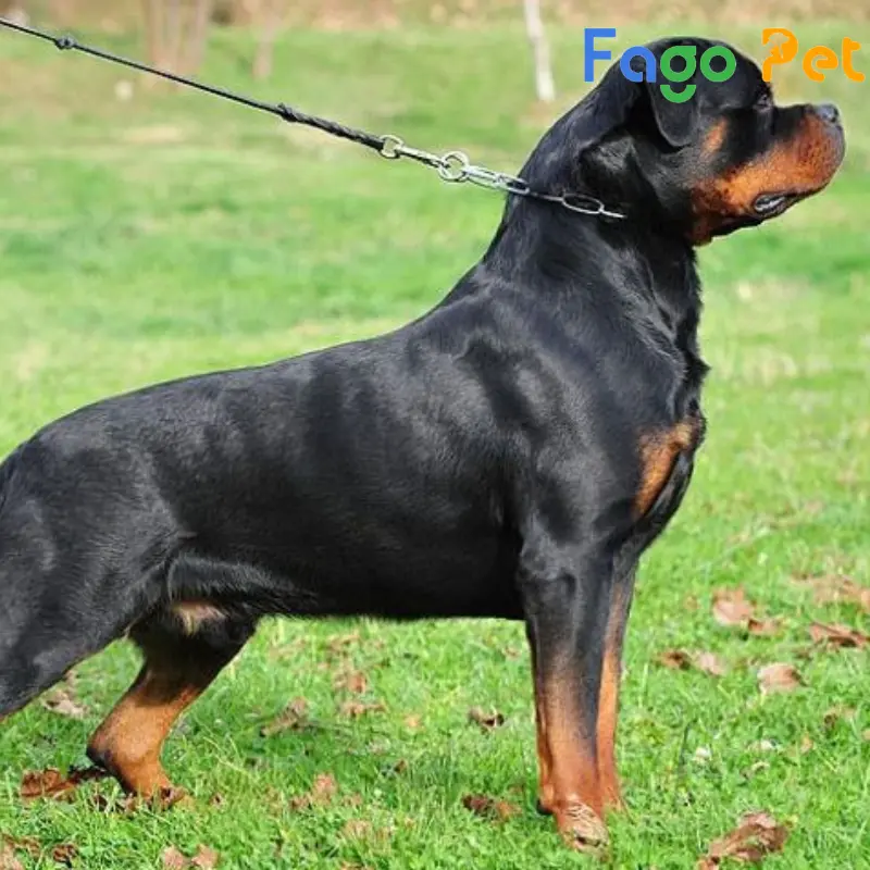 bán chó rottweiler dòng đại