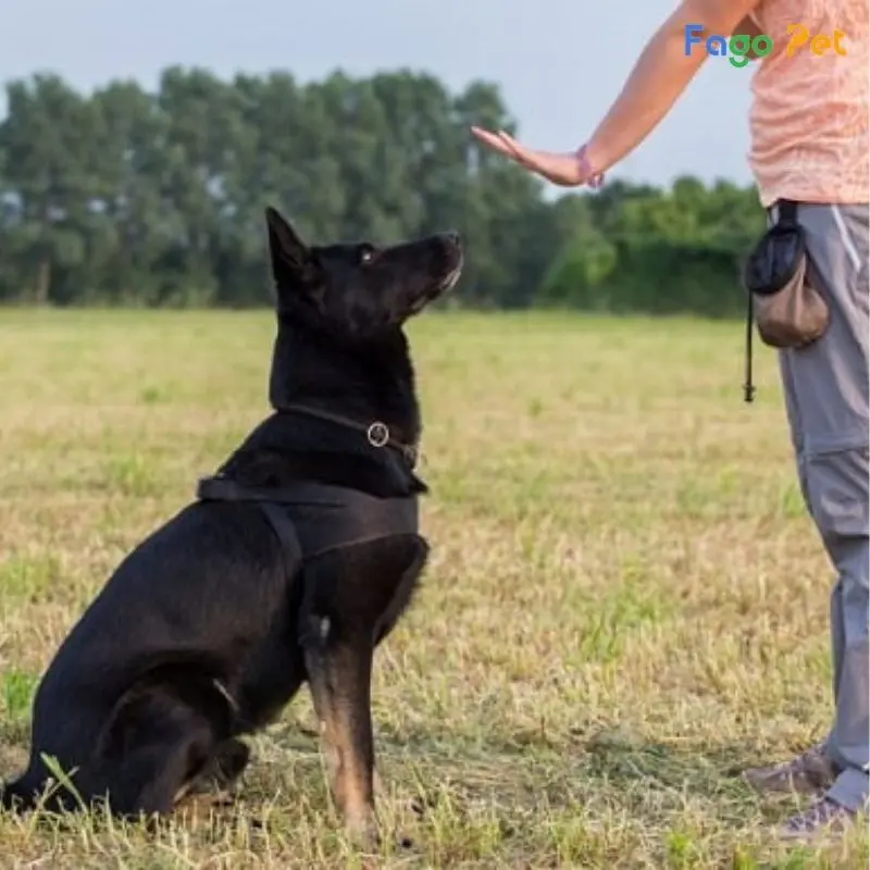 huấn luyện chó tại nhà