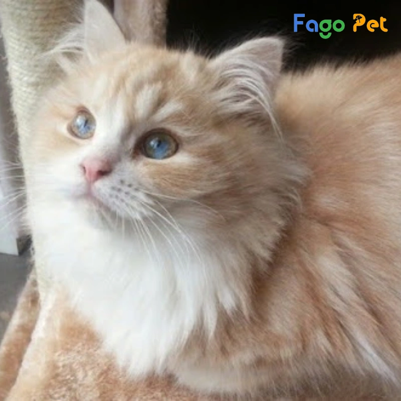 fago pet là một địa chỉ đáng tin cậy chuyên bán mèo ragamuffin thuần chủng