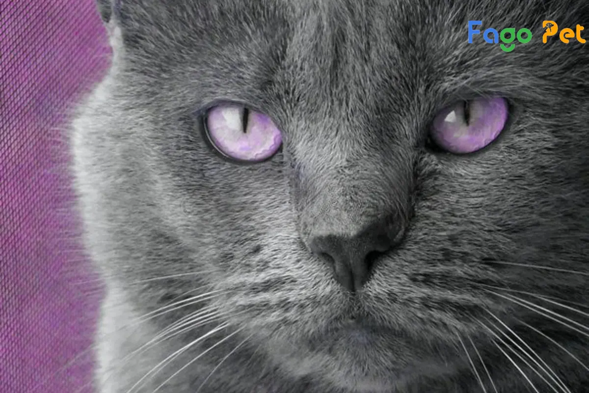 #Mèo Ragdoll Mắt Tím Có Đặc Điểm Gì Nổi Bật Và Giá Bán Ra Sao?