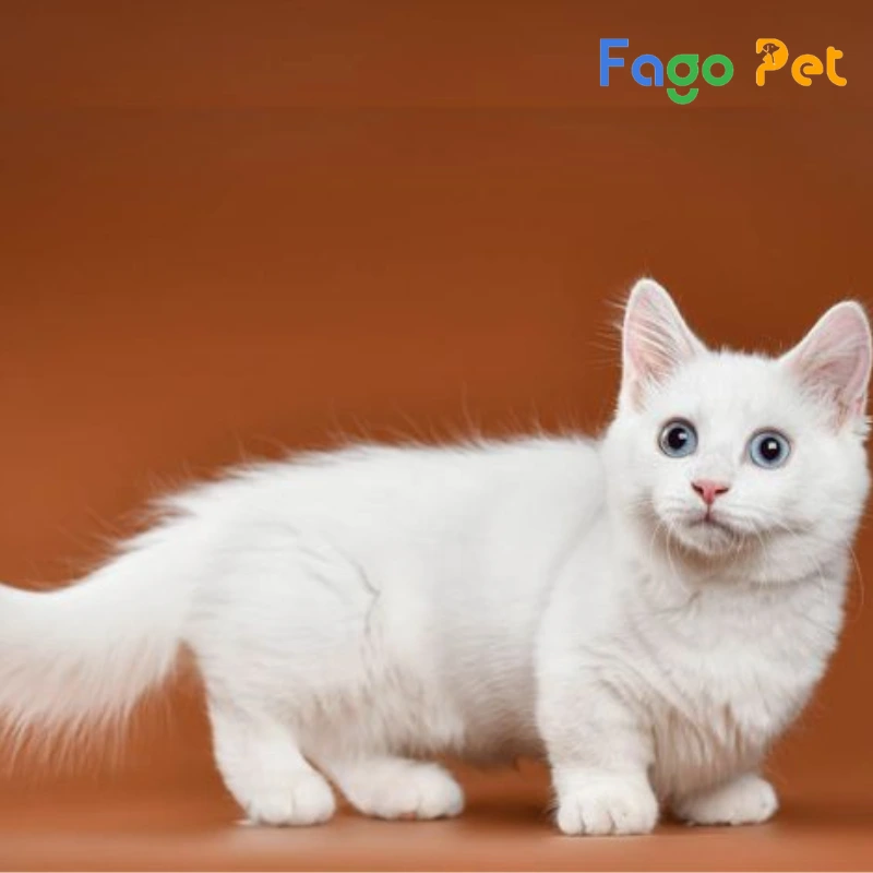 mèo munchkin trắng