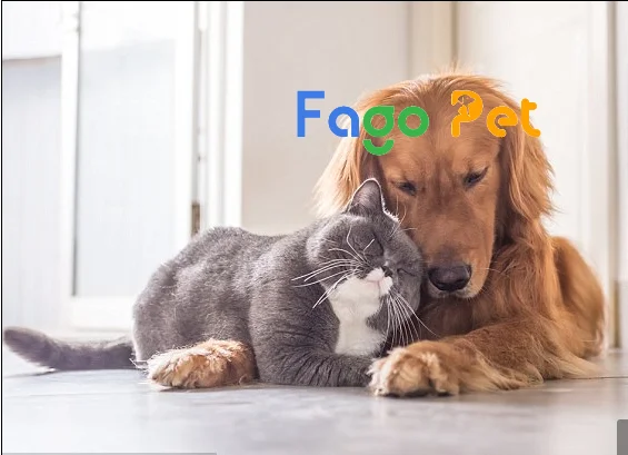 chó ăn thức ăn mèo
