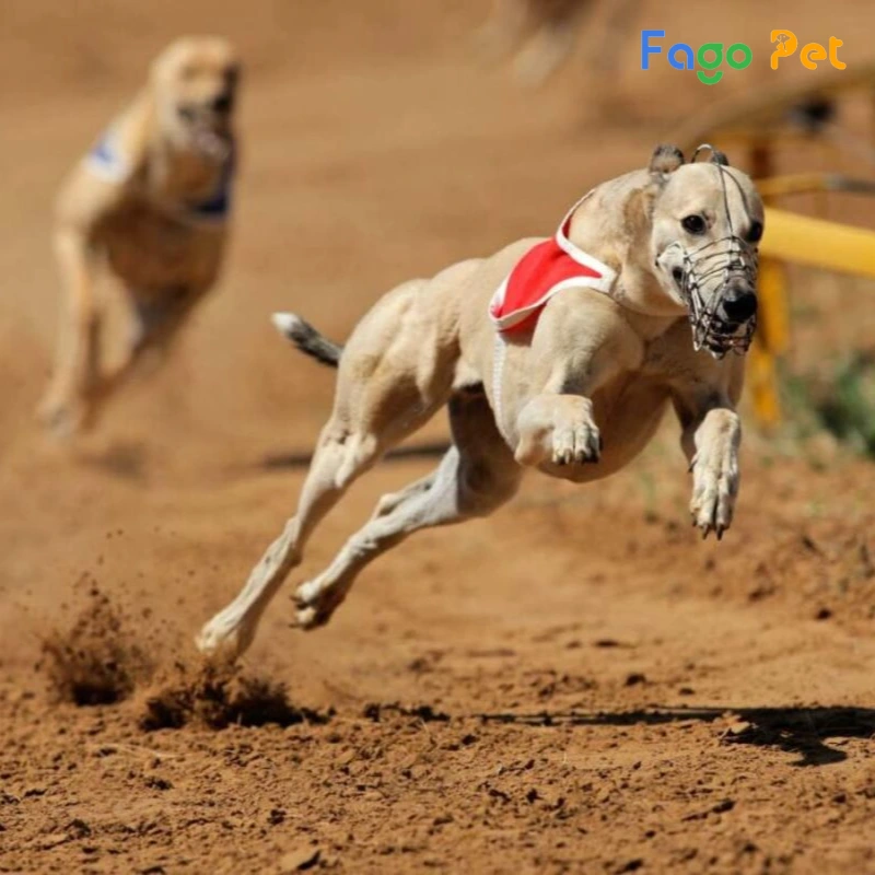 fago pet - địa chỉ bán chó greyhound chất lượng với mức giá tốt