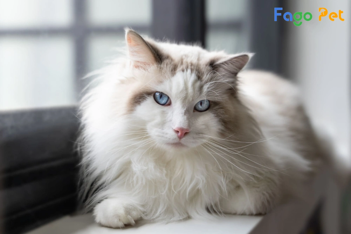 #Giống Mèo Ragdoll Thuần Chủng: Nguồn Gốc, Đặc Điểm Và Giá Bán