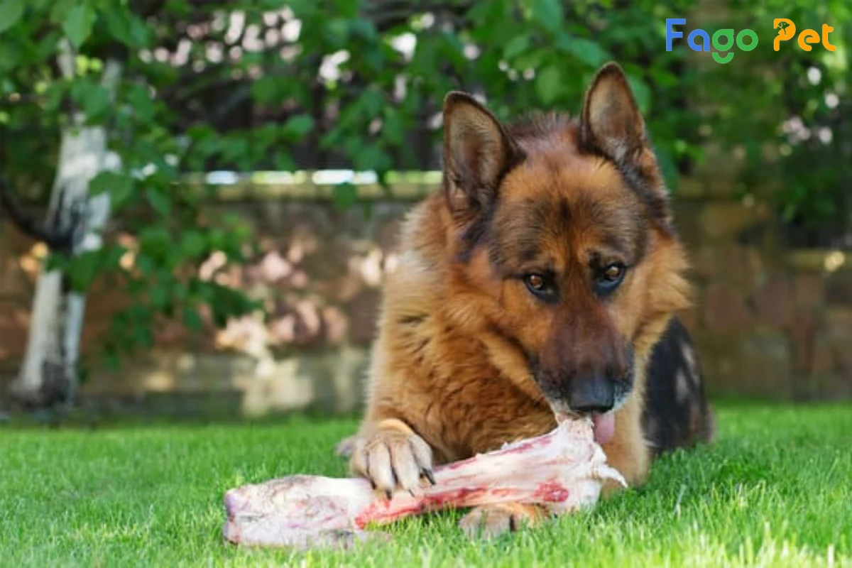 #Chó Becgie Bỉ Ăn Gì? Thức Ăn Cho Chó Becgie Bỉ Theo Từng Tháng Tuổi