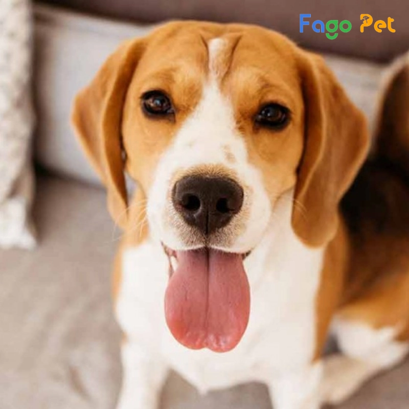 địa chỉ bán chó beagle uy tín, giá tốt