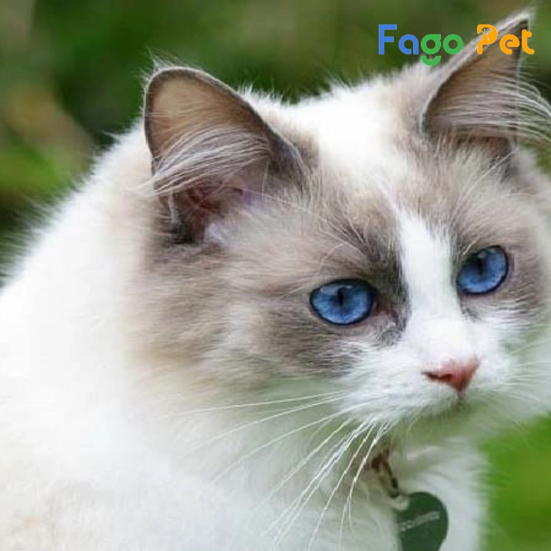 mèo ragdoll mắt xanh