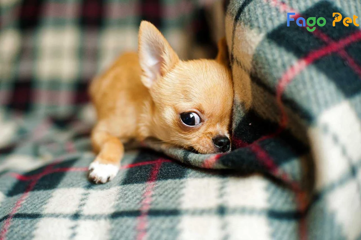 #Tìm Hiểu Chó Chihuahua Teacup: Đặc Điểm, Cách Nuôi