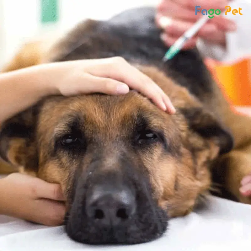Cách trị ghẻ cho chó tại nhà bằng thuốc trị ghẻ