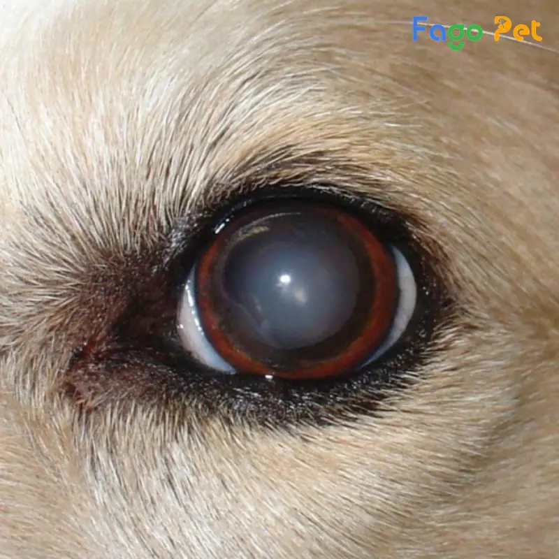 thuốc nhỏ mắt cho chó bị đục thủy tinh thể