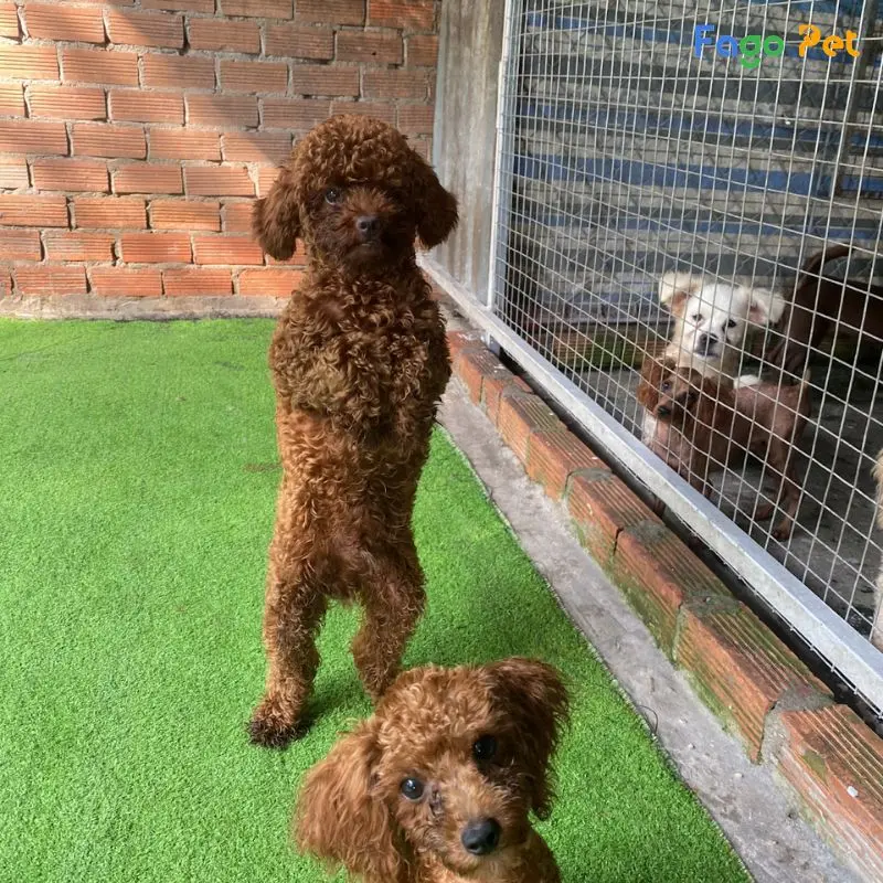cách huấn luyện chó đứng 2 chân