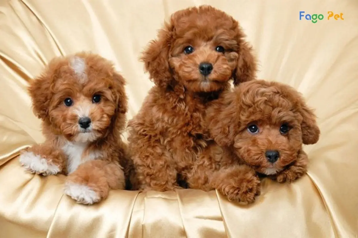 Cách Huấn Luyện Chó Poodle 2 Tháng Tuổi  Ngay Tại Nhà