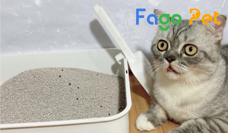 cát đất sét cho mèo