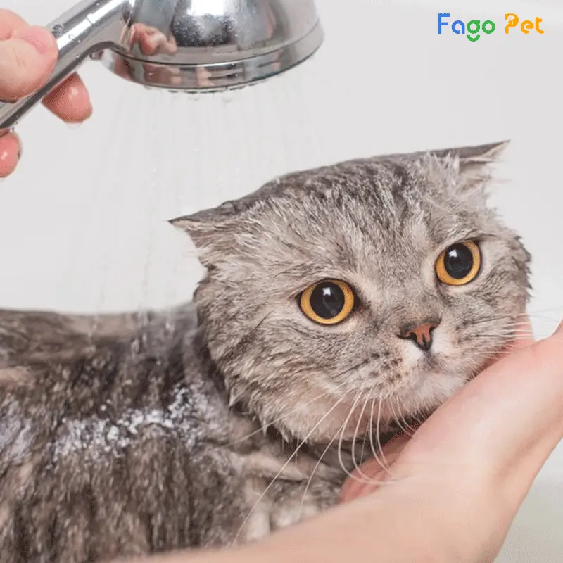 Cách chữa nấm cho mèo bằng sữa tắm trị nấm