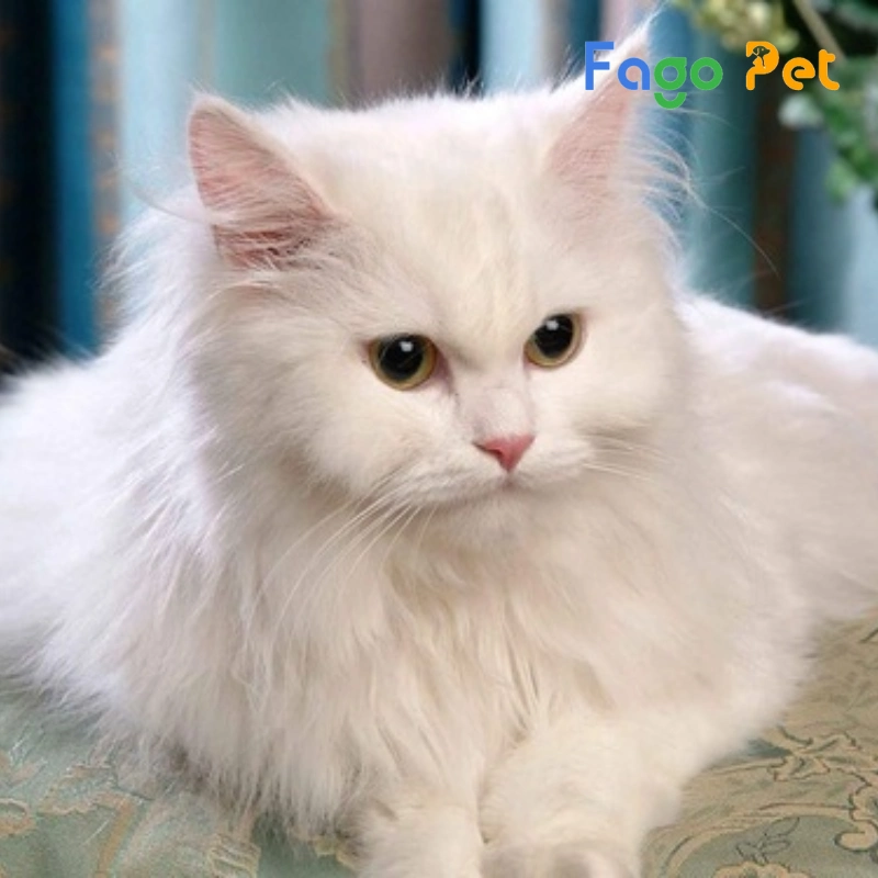 fago pet là một địa chỉ uy tín chuyên cung cấp mèo ba tư trắng 