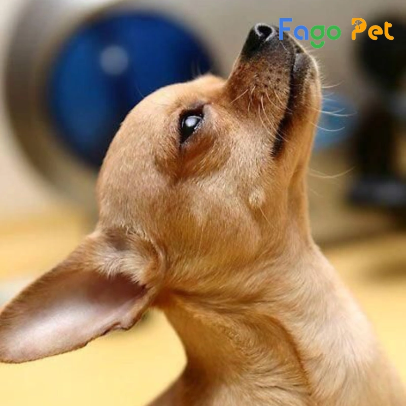 chó chihuahua là một giống chó nổi tiếng với độ tình cảm