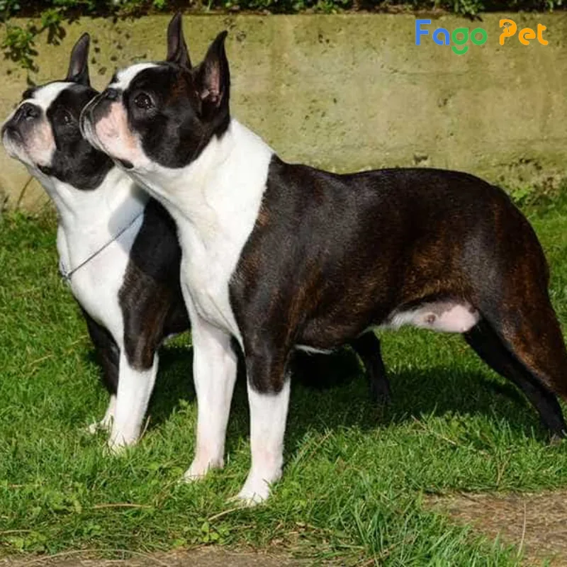 giá bán boston terrier sẽ dao động thay đổi tùy thuộc vào nhiều yếu tố