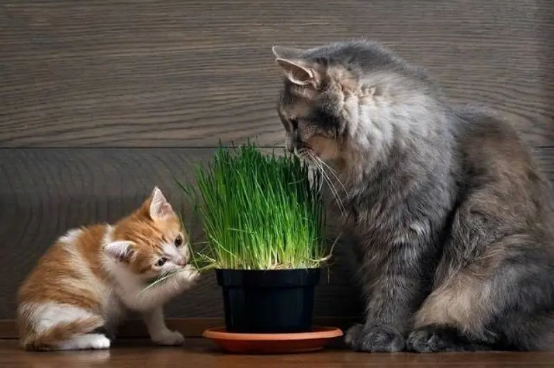 cỏ lúa mì cho mèo