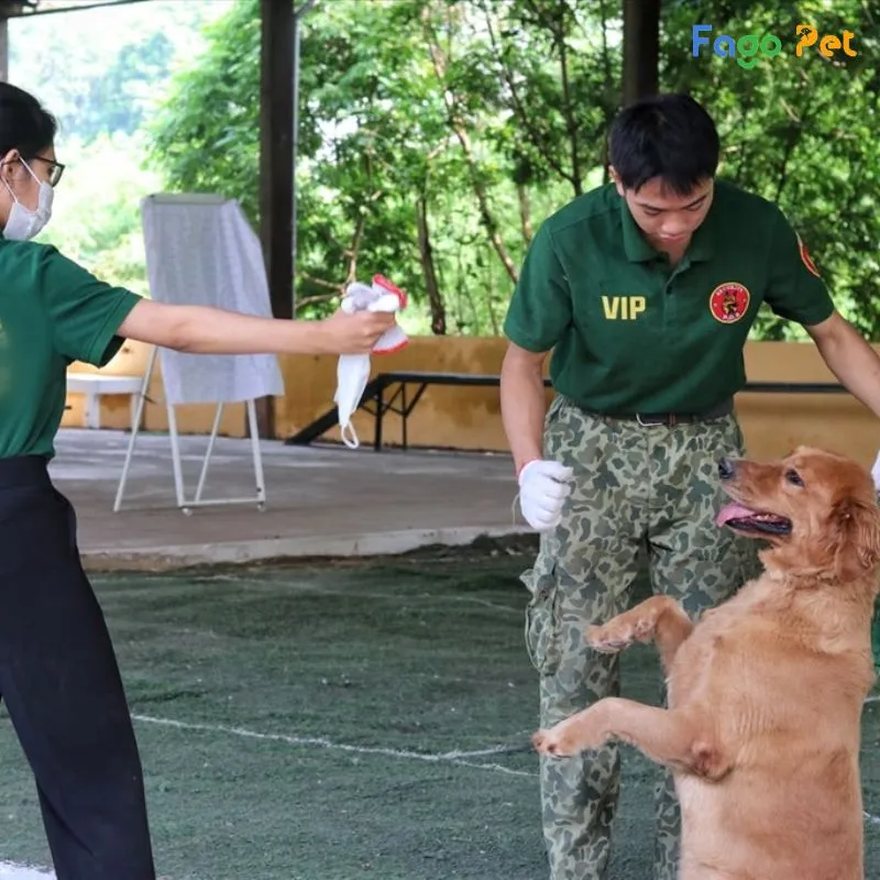 cẩm nang huấn luyện chó