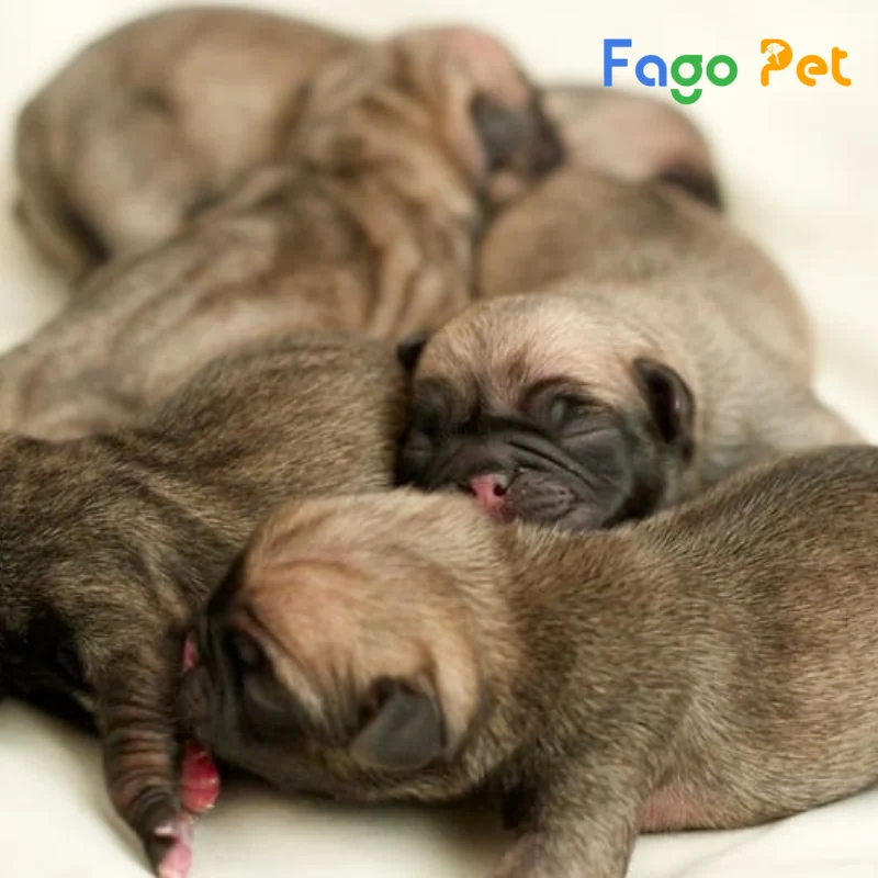 Bán Chó Pug Con 2 Tháng Tuổi