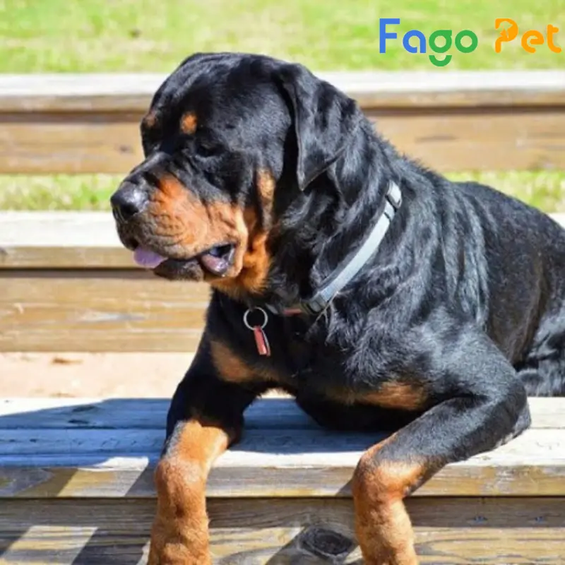 chó rottweiler dòng đại