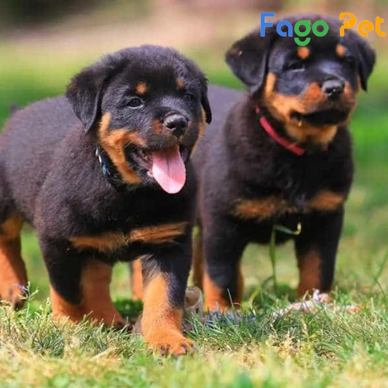 chó con rottweiler 2 tháng tuổi