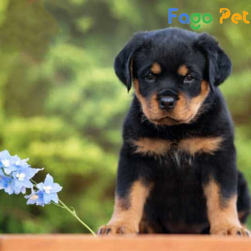 Bán Chó Rottweiler Lai F1