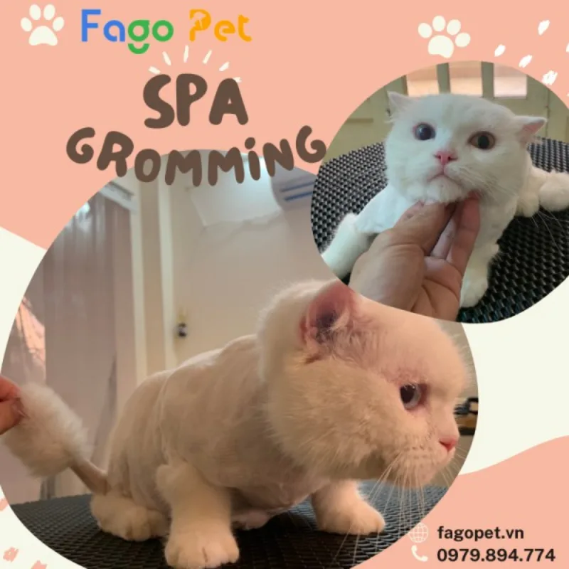 Kiểm tra sức khỏe cho chó mèo tại Fago Pet