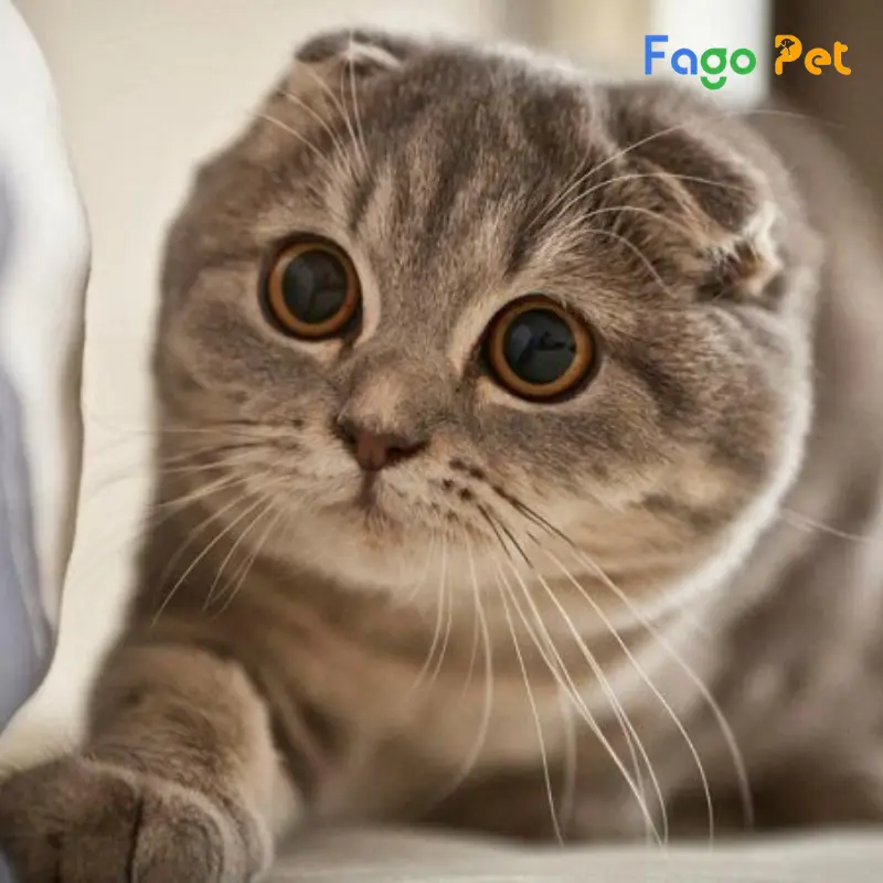 Fago Pet sẽ không làm bạn thất vọng về giống mèo lẫn giá cả