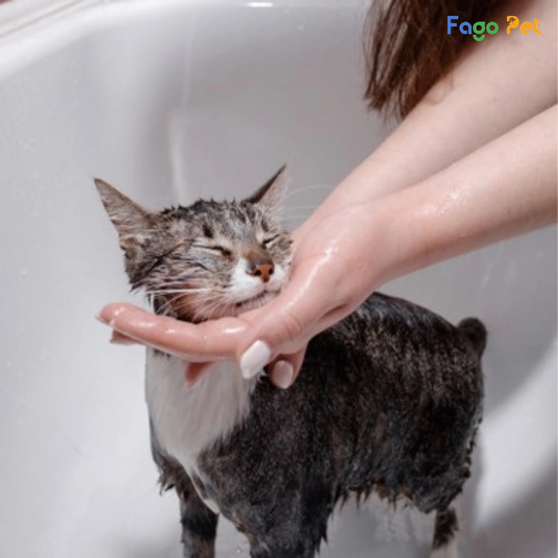 vệ sinh cho mèo