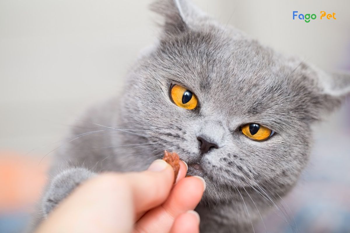 Có Nên Cho Mèo Uống B1 Không? Những Lưu Ý Khi Sử Dụng