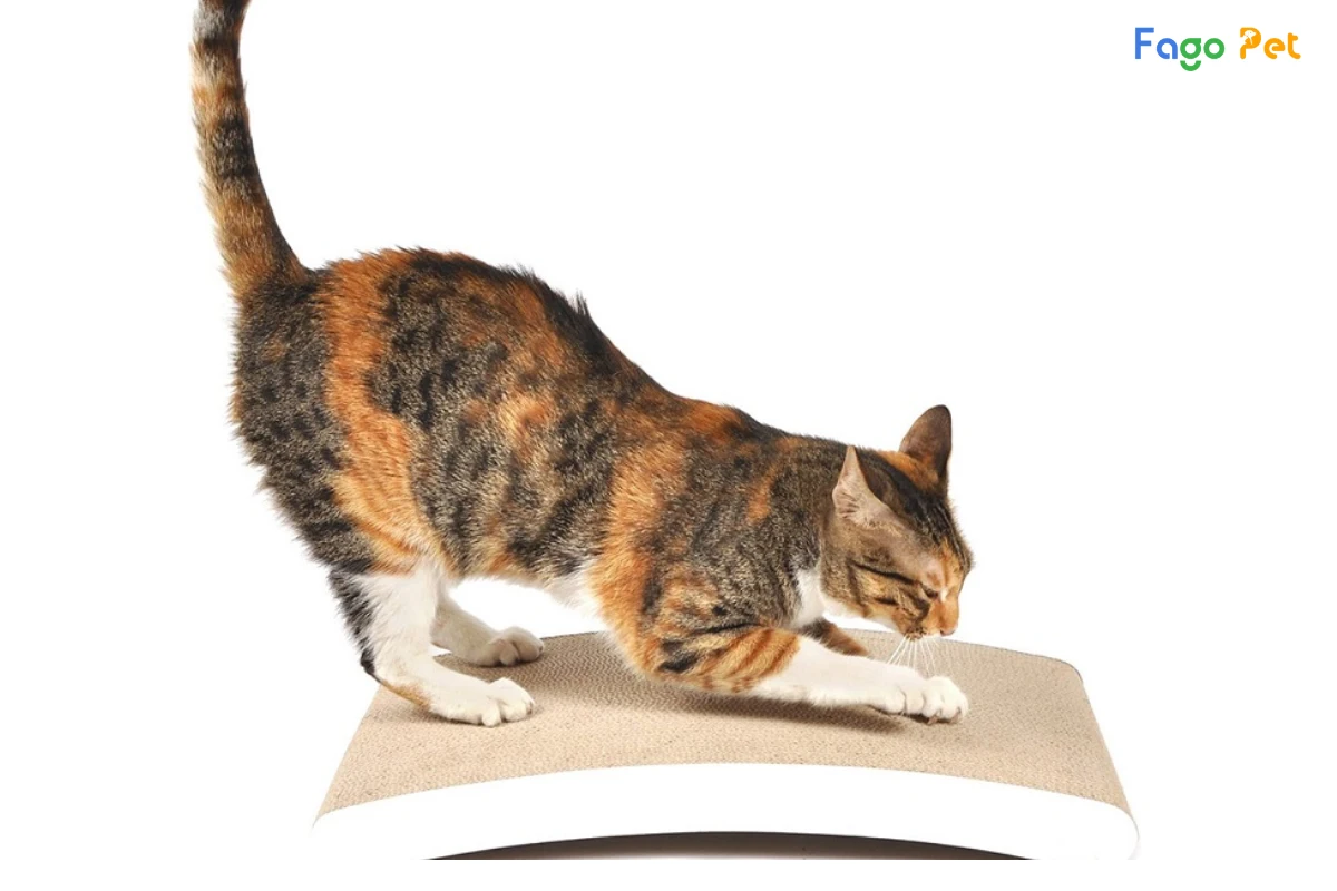 cách làm bàn cào móng cho mèo