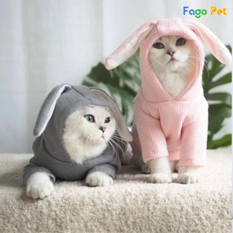 làm áo cho mèo từ tất