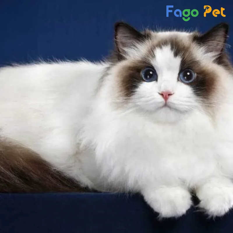 khách sạn cho mèo Ragdoll