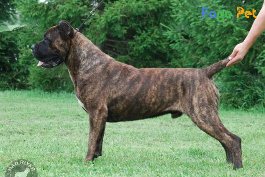 #Giá Chó Cane Corso Bao Nhiêu? Những Yếu Tố Tác Động Đến Giá