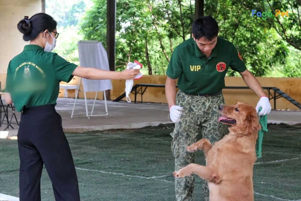 Cẩm Nang Huấn Luyện Chó Hoàn Chỉnh Nhất Cho Người Nuôi Chó