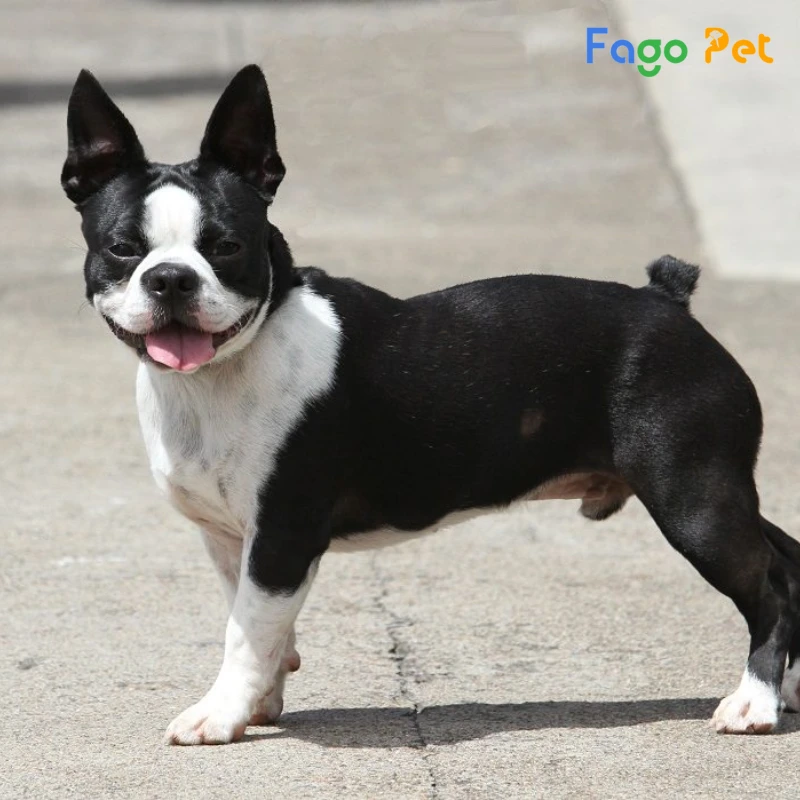 ưu điểm khi lựa chọn mua chó boston terrier tại fago pet