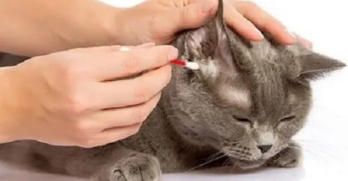 thuốc trị viêm tai cho mèo