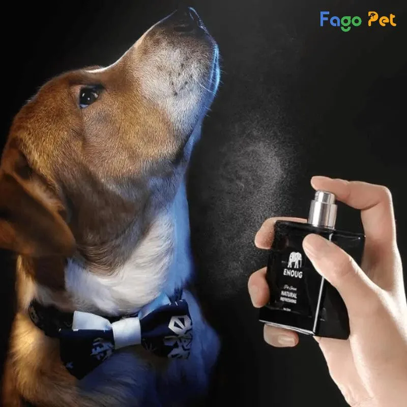 nước hoa cho chó pug