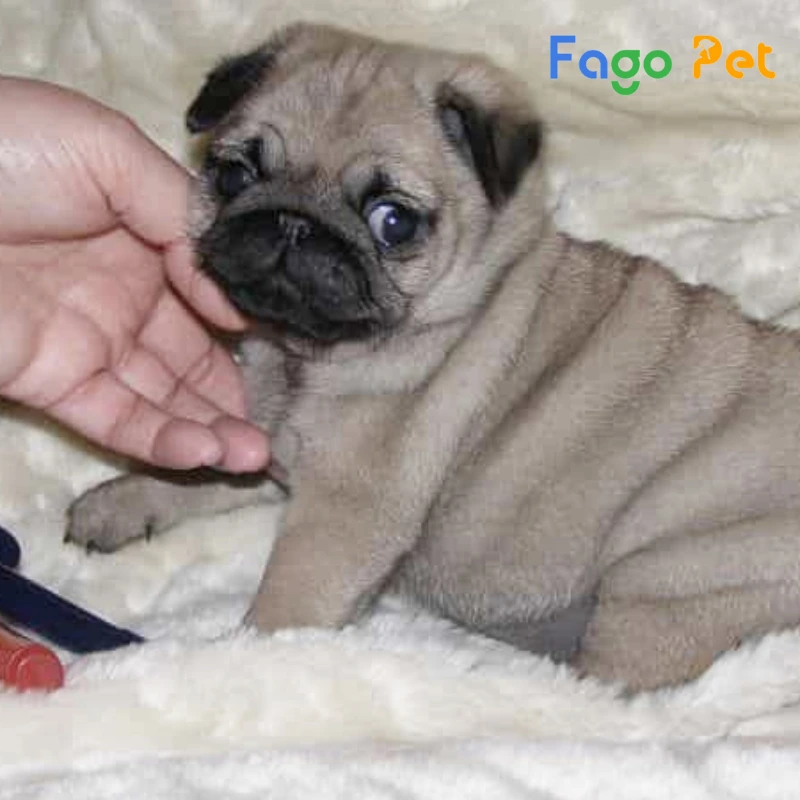 chó pug 1 tháng tuổi