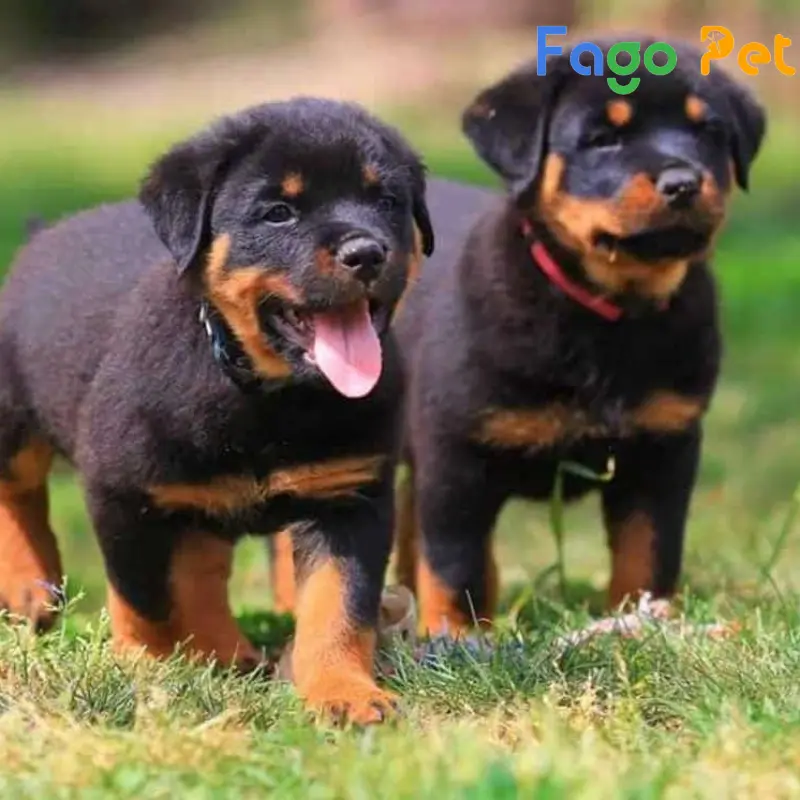 bán chó rottweiler con