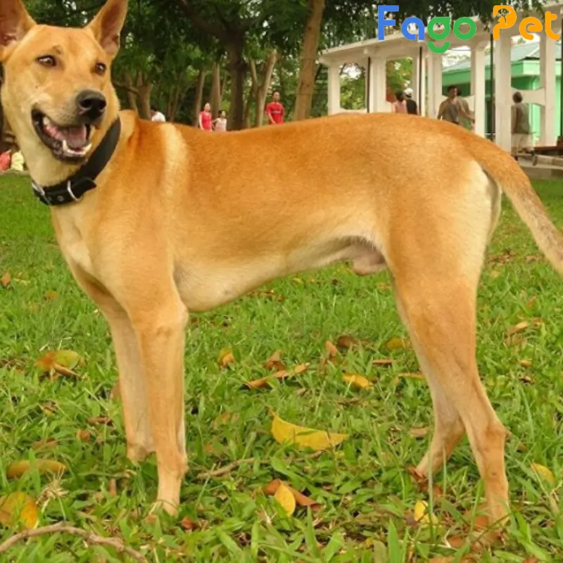 Chó Phú Quốc Vàng Lửa