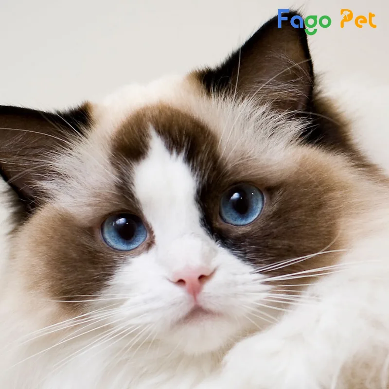 khách sạn cho mèo Ragdoll