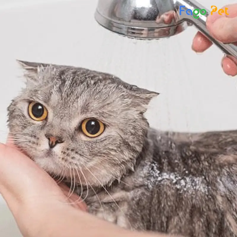 Vệ sinh cá nhân hiệu quả là cách phòng viêm da ở mèo