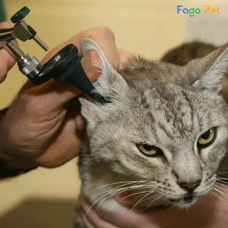 Áp dụng cách phòng bệnh đúng cách để đảm bảo mèo của bạn tránh được tình trạng bệnh lý liên quan đến tai